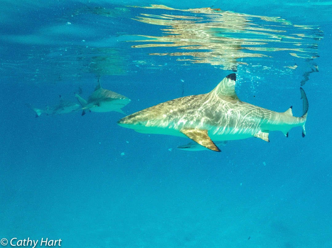 WhaleSwim Adventures-莫雷阿岛必去景点