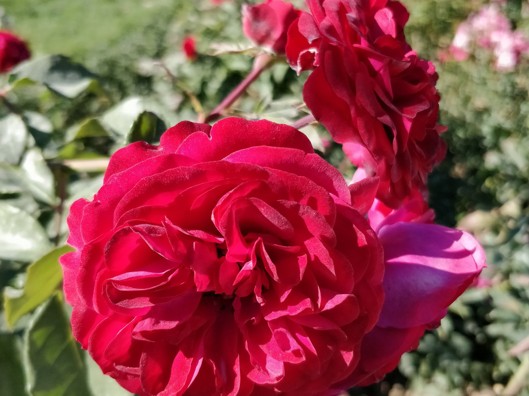 Jardin Botanique景点图片