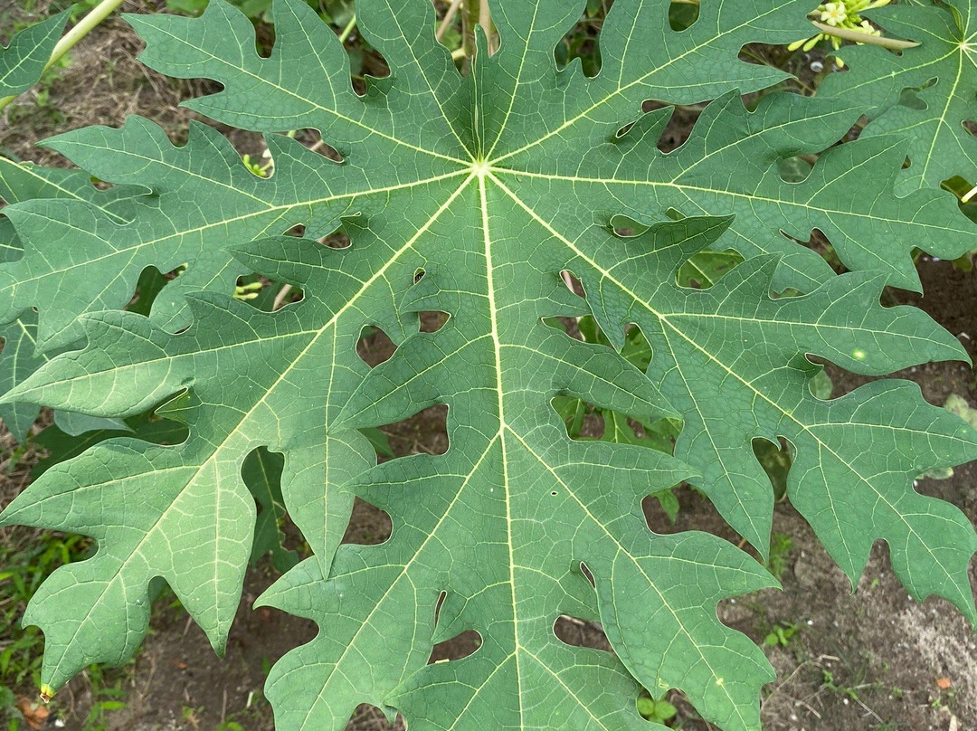 No.1 Cooking Class-波普特必去景点