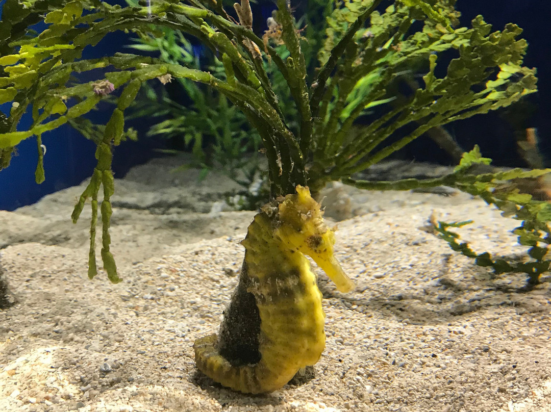 Ocean Science Discovery Center-怀露库必去景点