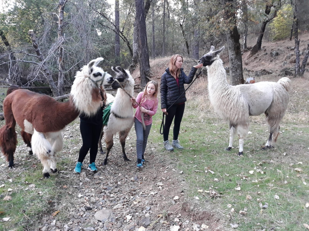 New Leaf Llama Farm-Oregon House必去景点