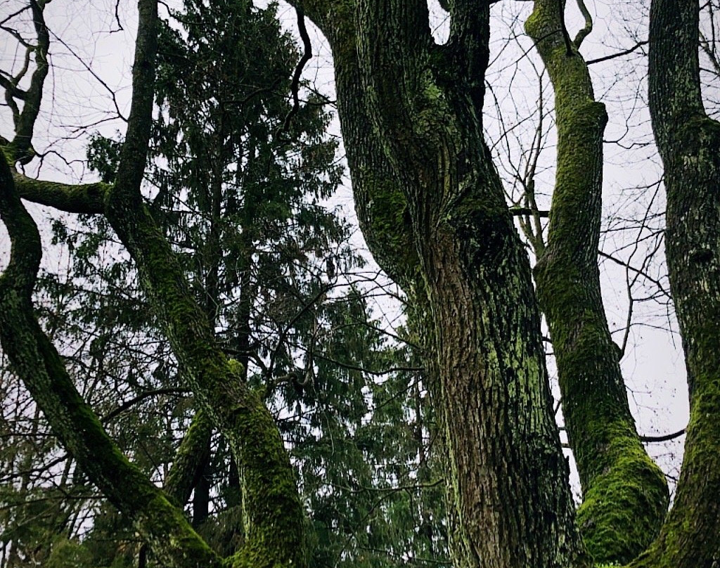 Shuvalovskiy Park景点图片