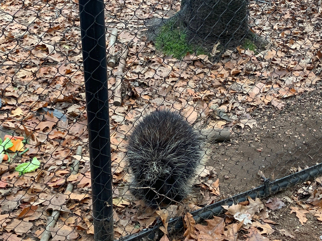 Maine Wildlife Park景点图片