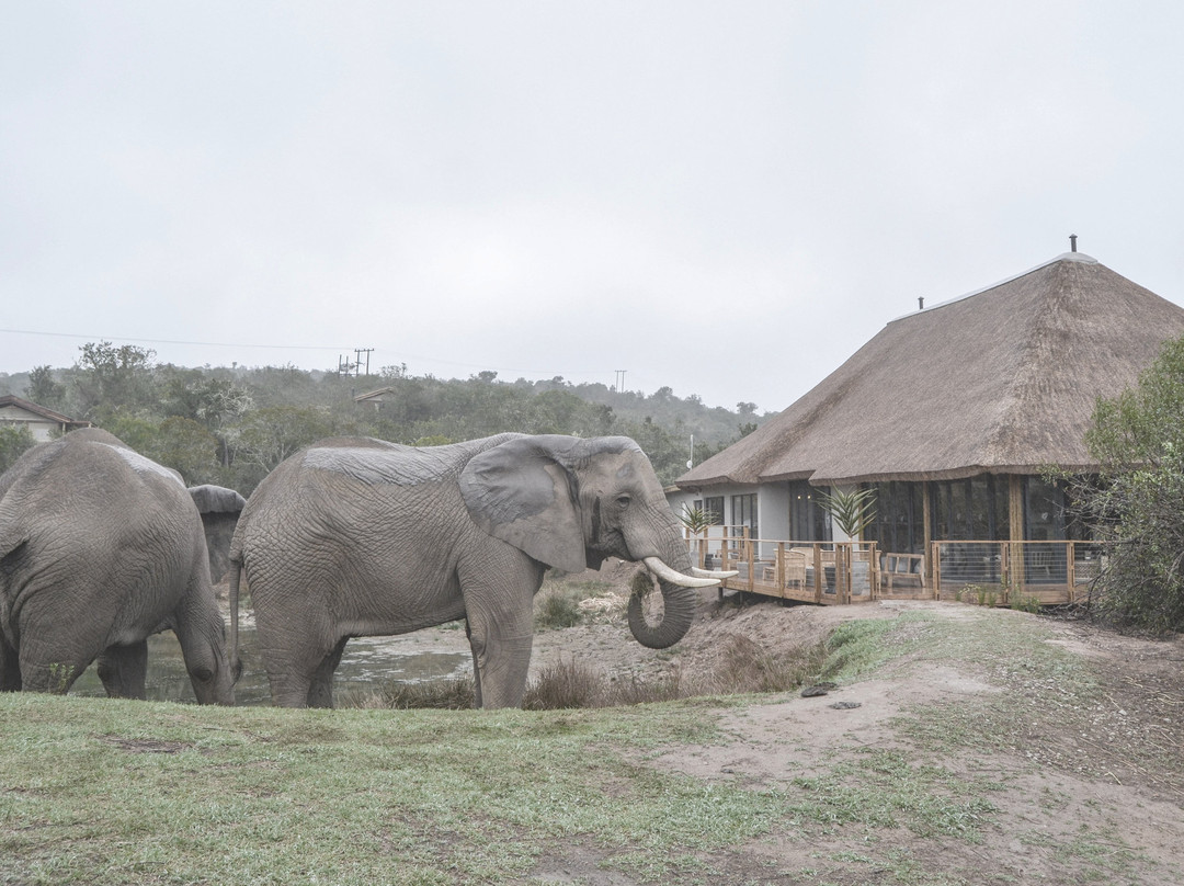 Barefoot Addo Elephant Lodge景点图片