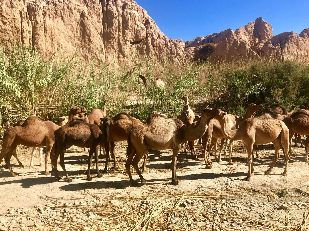 Les écuries de La Roseraie-塔鲁丹特必去景点
