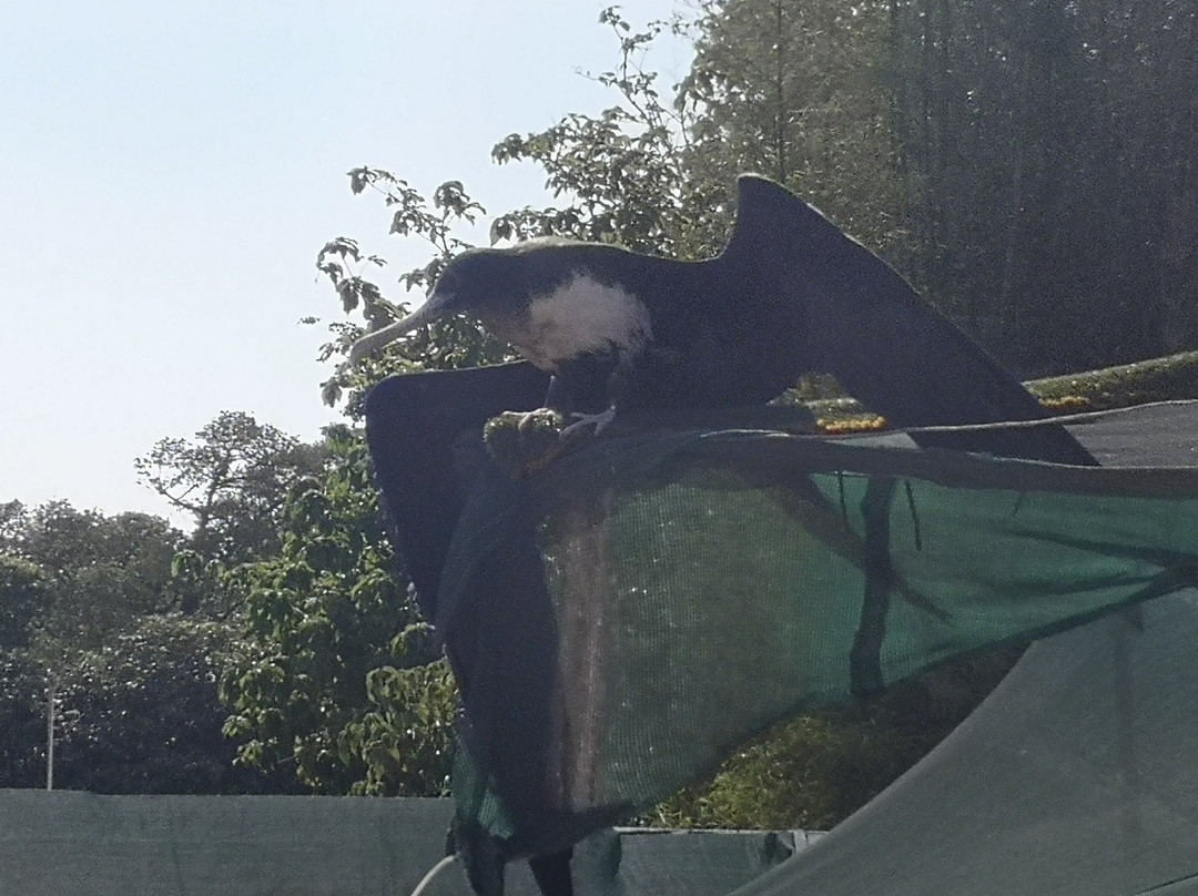 National Park Bird Feeding
