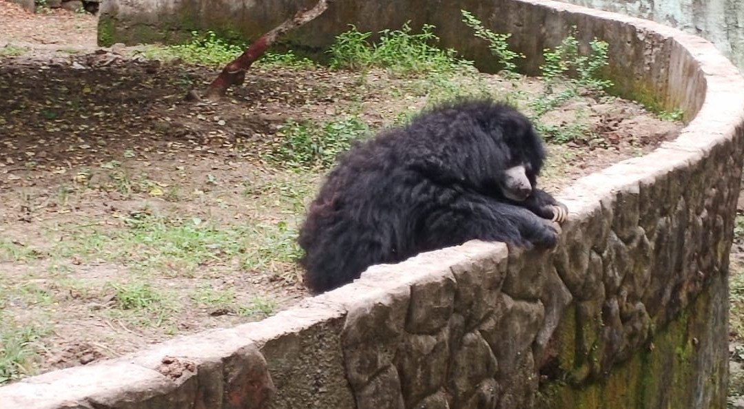 Indore Zoo景点图片