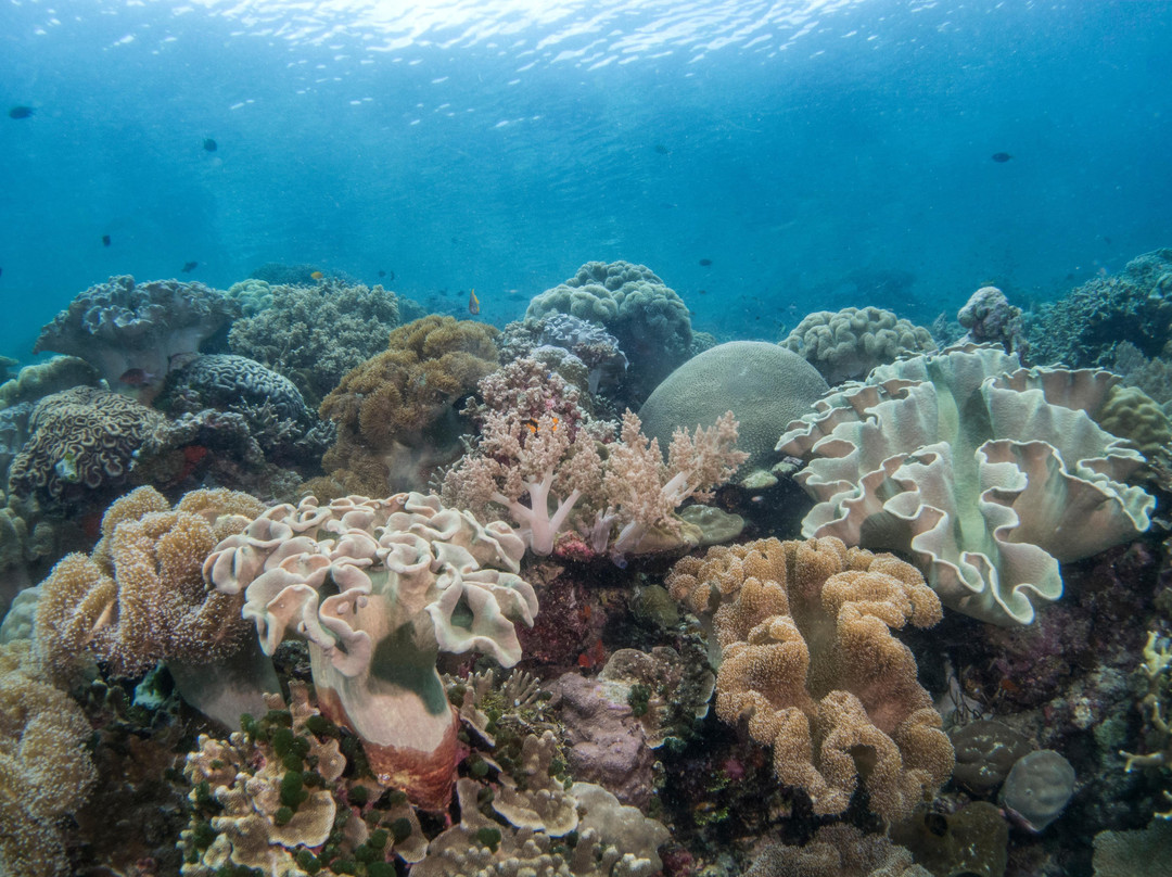 Sulawesi Dive Trek景点图片