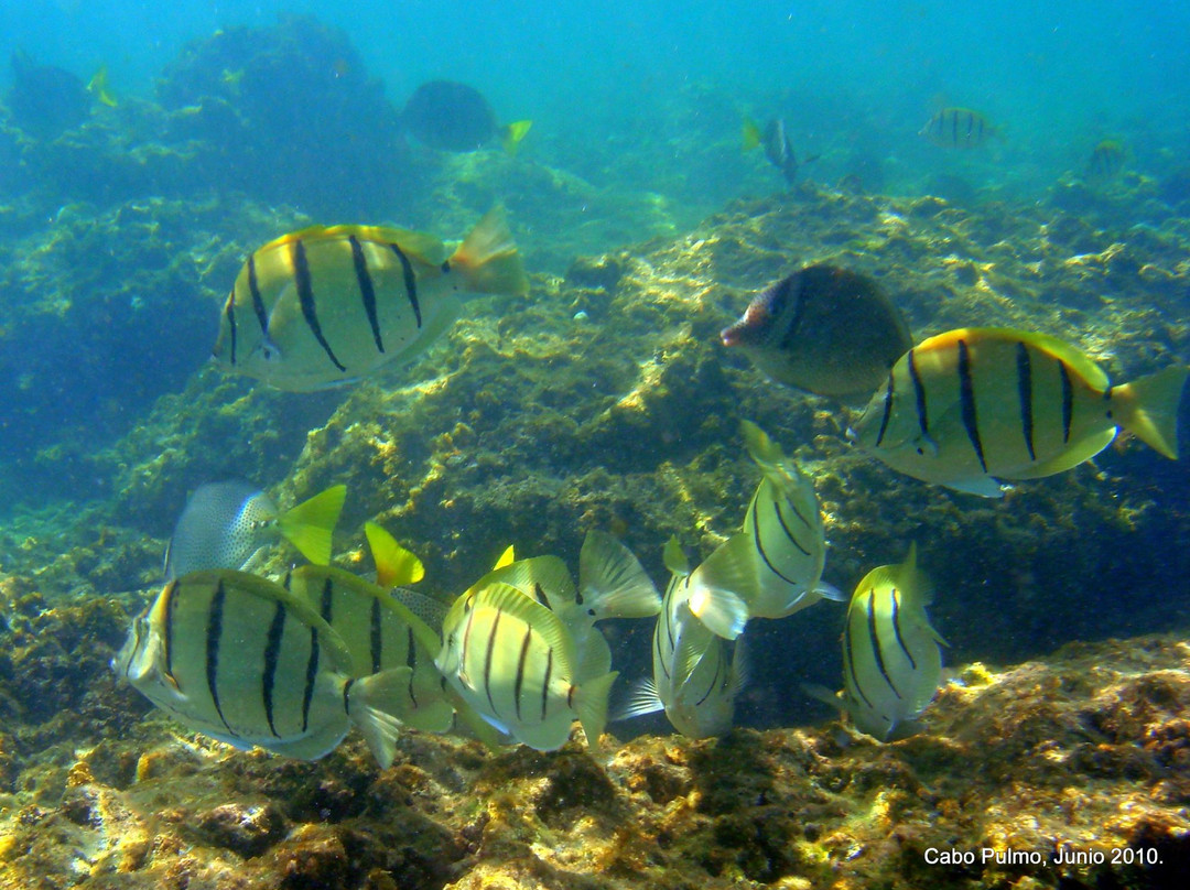 Cabo Pulmo Diving-Cabo Pulmo必去景点