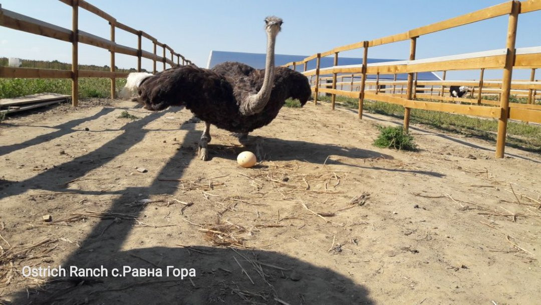 比亚拉旅游景点-Ostrich Ranch