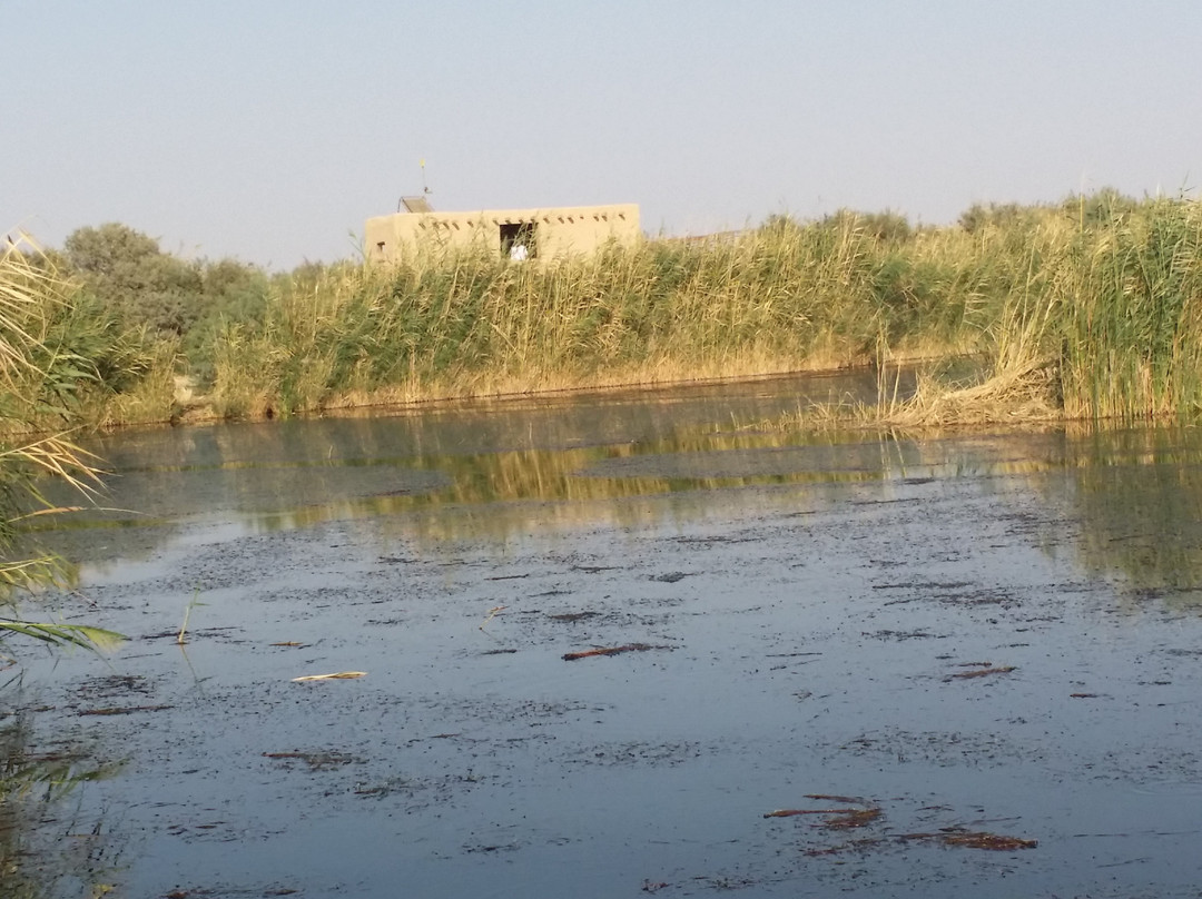 Azraq Wetland Reserve景点图片