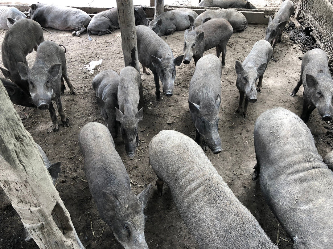 Bang Kung Camp Zoo-挽坤弟必去景点