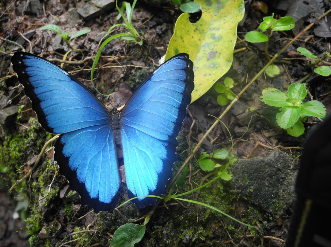 Reserva Natural Paway Mariposario景点图片