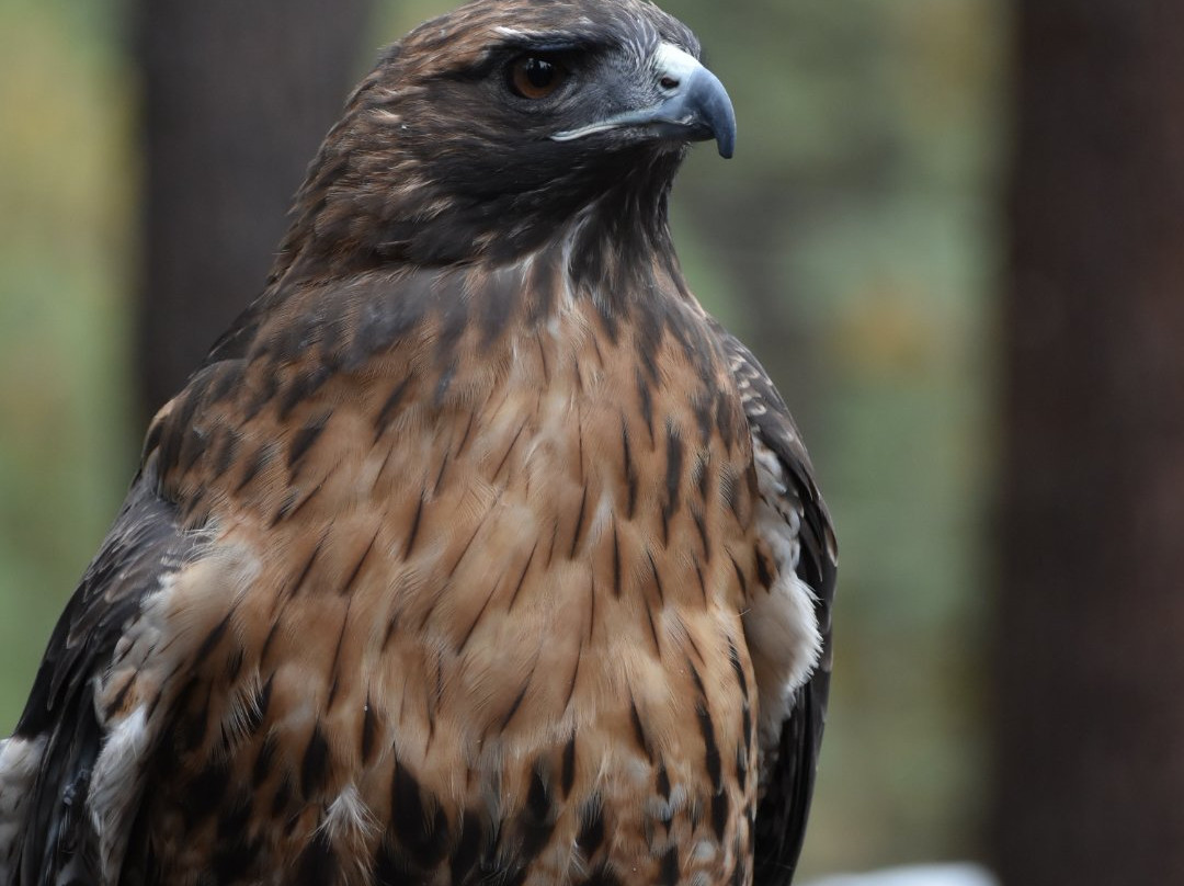 Badger Run Wildlife Rehab-克拉马斯福尔斯必去景点