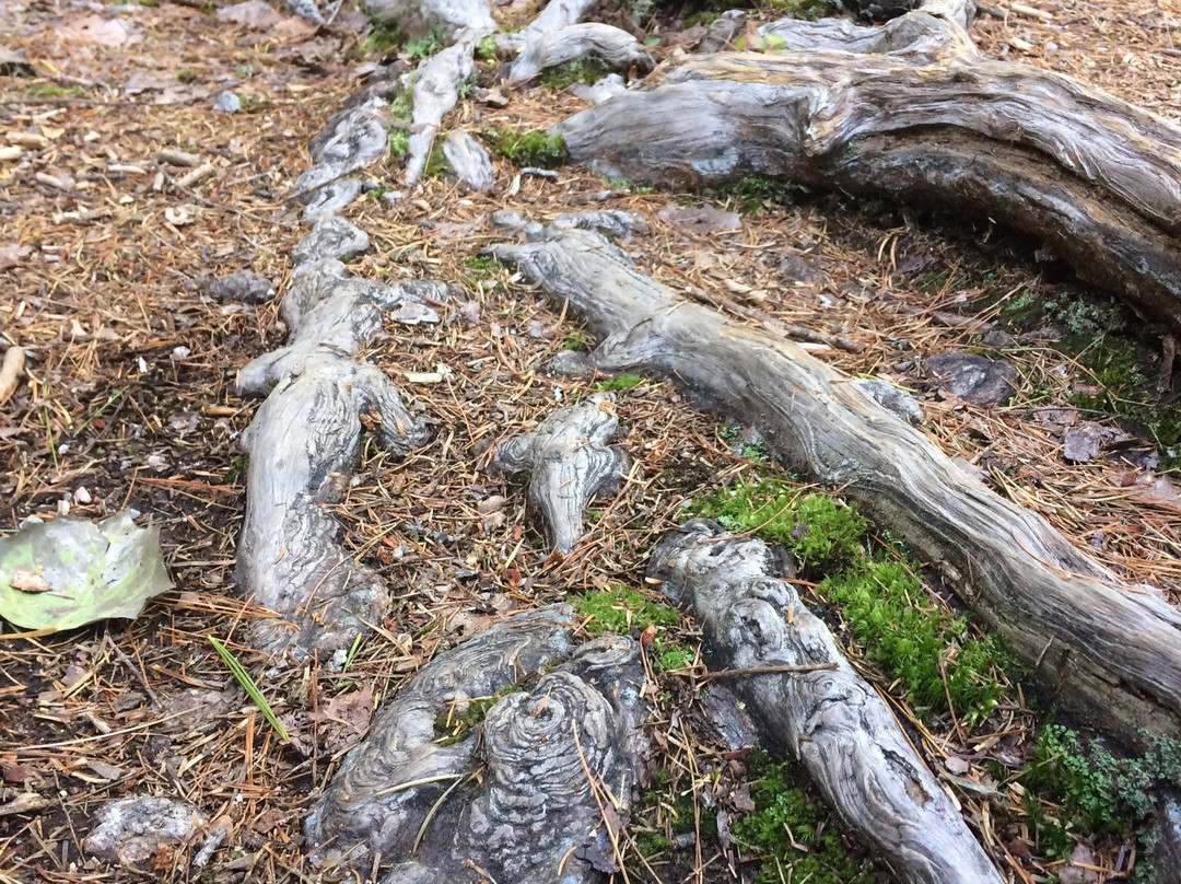Pabineau Falls-Bathurst必去景点
