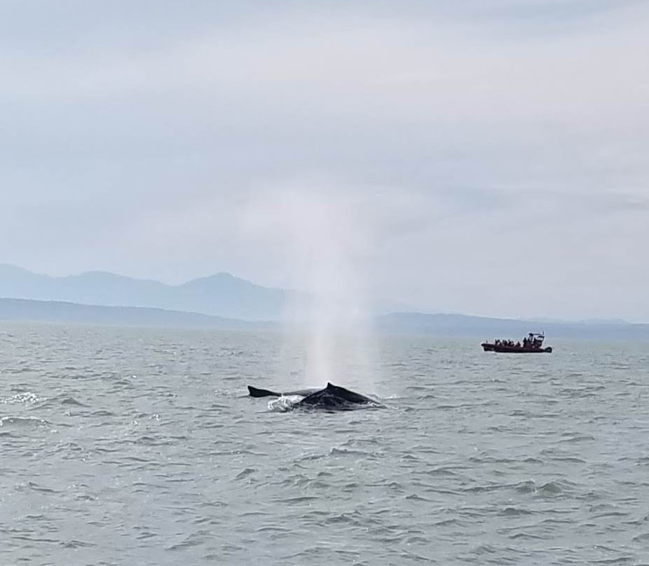 Prince of Whales - Whale Watching Adventures景点图片