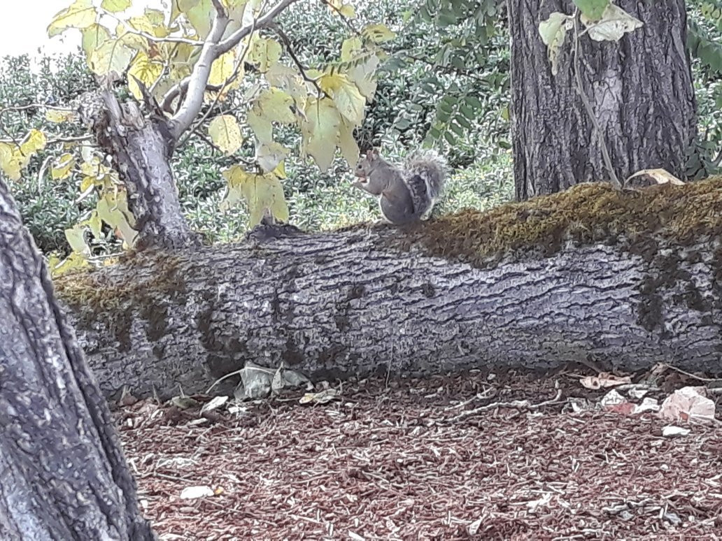 Riverfront Park-塞勒姆必去景点