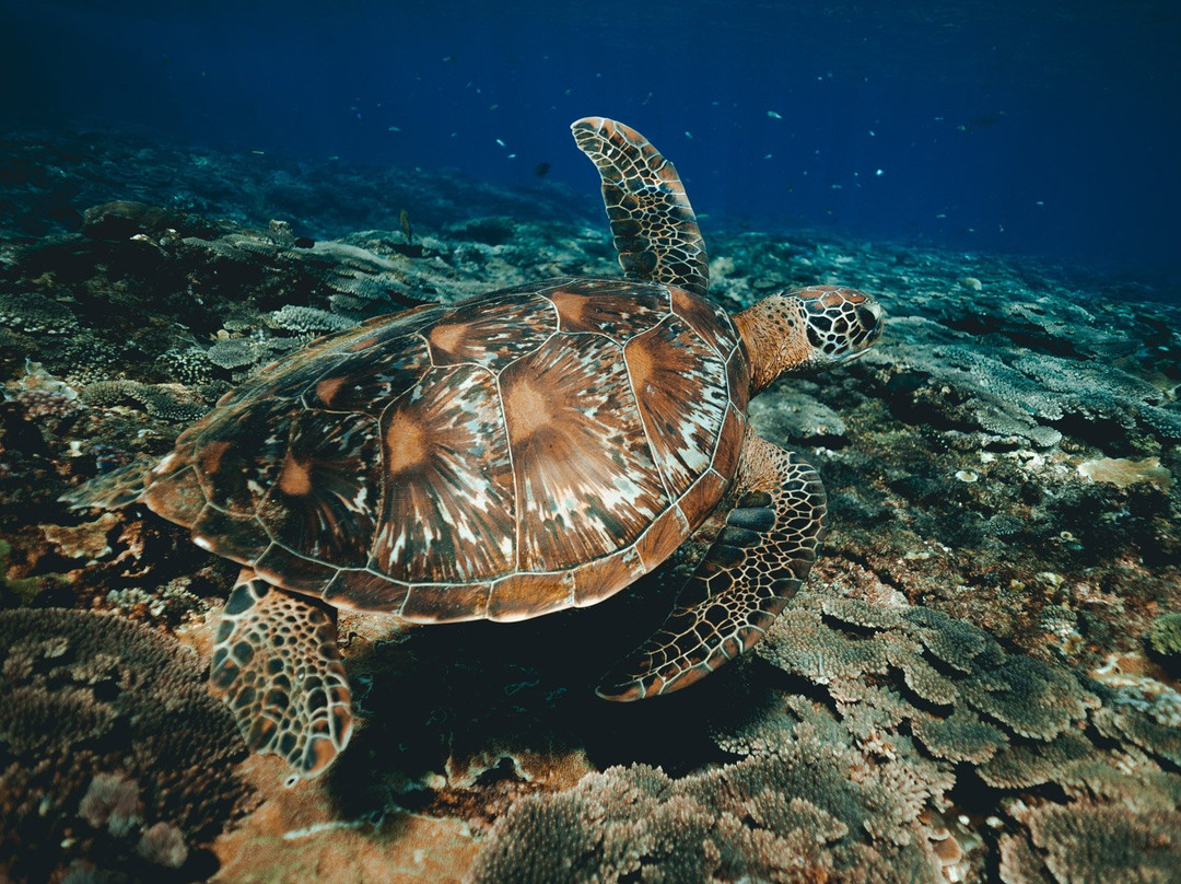 Blue Marlin Bali-勒吉安必去景点