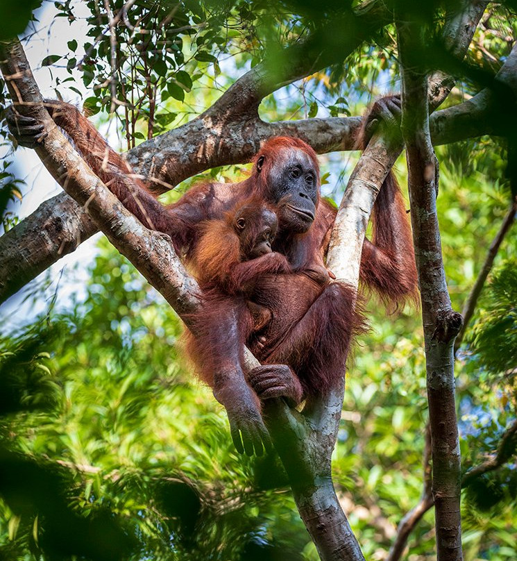 Tanjung Harapan Orangutan Rehabilitation Center景点图片