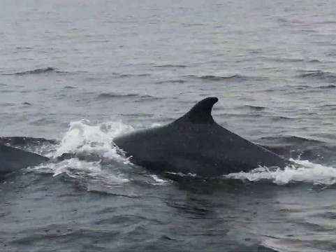 Phoenix Sea Adventures-奈恩必去景点