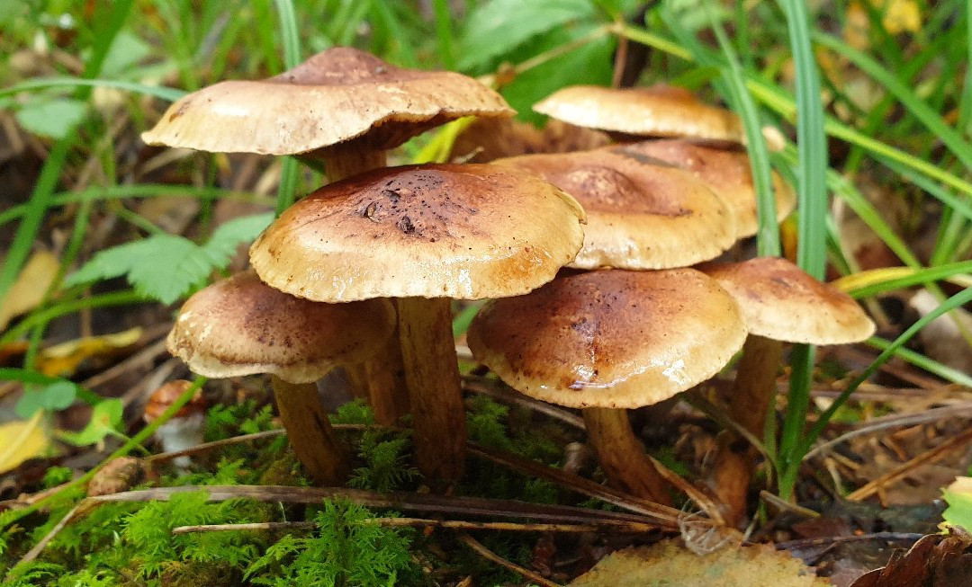 Wilderness Experiences in Soomaa National Park-派尔努必去景点