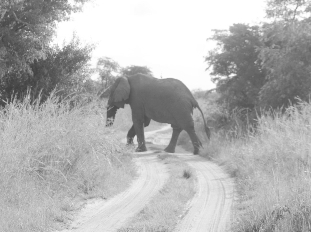 Watalii Safaris景点图片