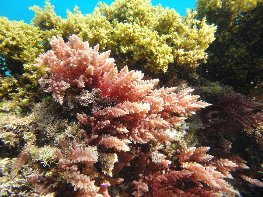 Buceo La Herradura-拉埃拉杜拉必去景点