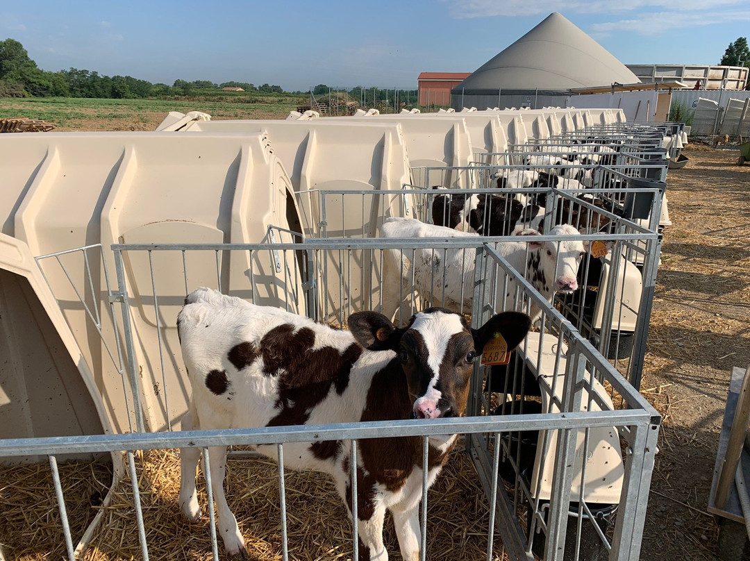 Azienda Agricola Passini景点图片