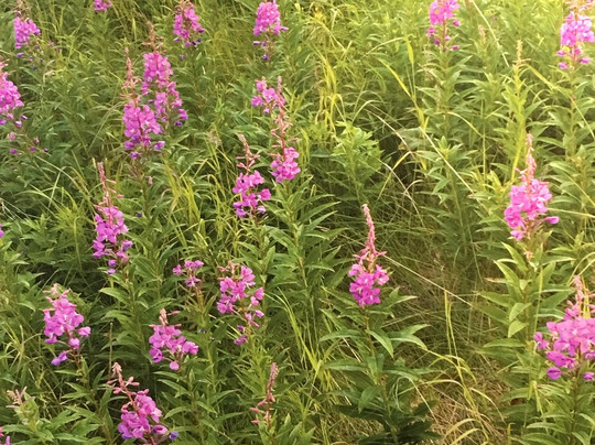 Kodiak National Wildlife Refuge Visitor Center-Kodiak必去景点