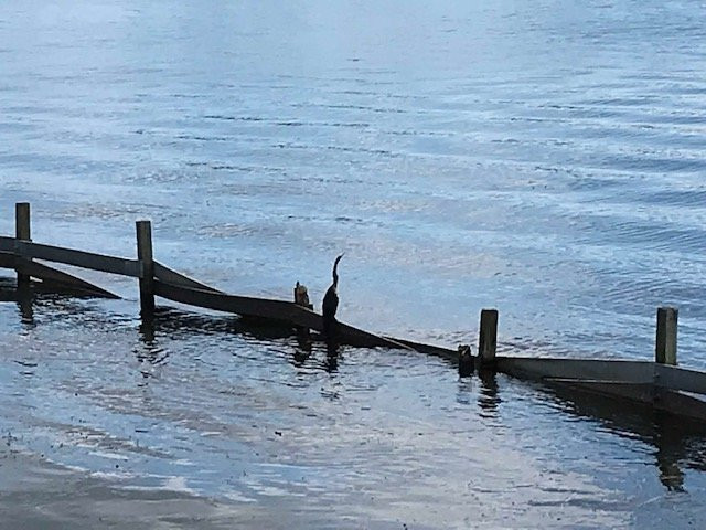 Lake Ida Dog Park-德拉海滩必去景点