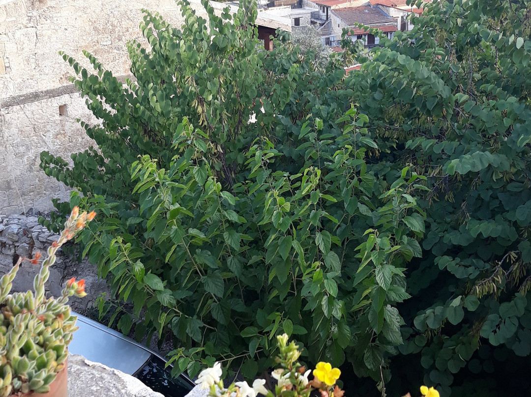 Vasa餐馆和美食-Pyrkos Tavern