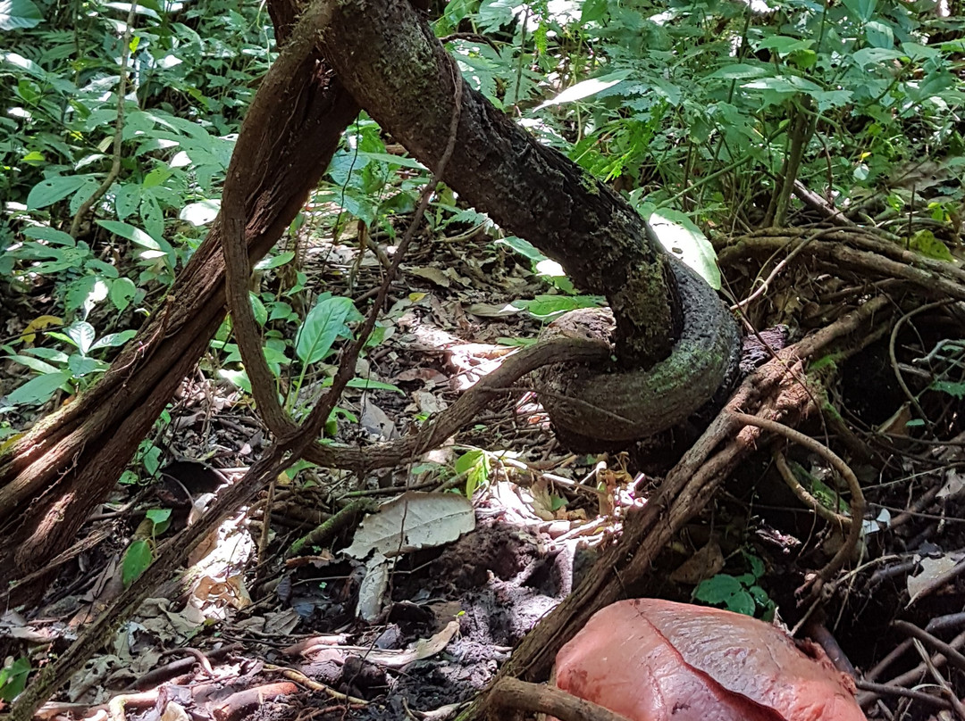 Batang Palupuh Nature Conservation Center (Rafflesia Park)-Palupuh必去景点