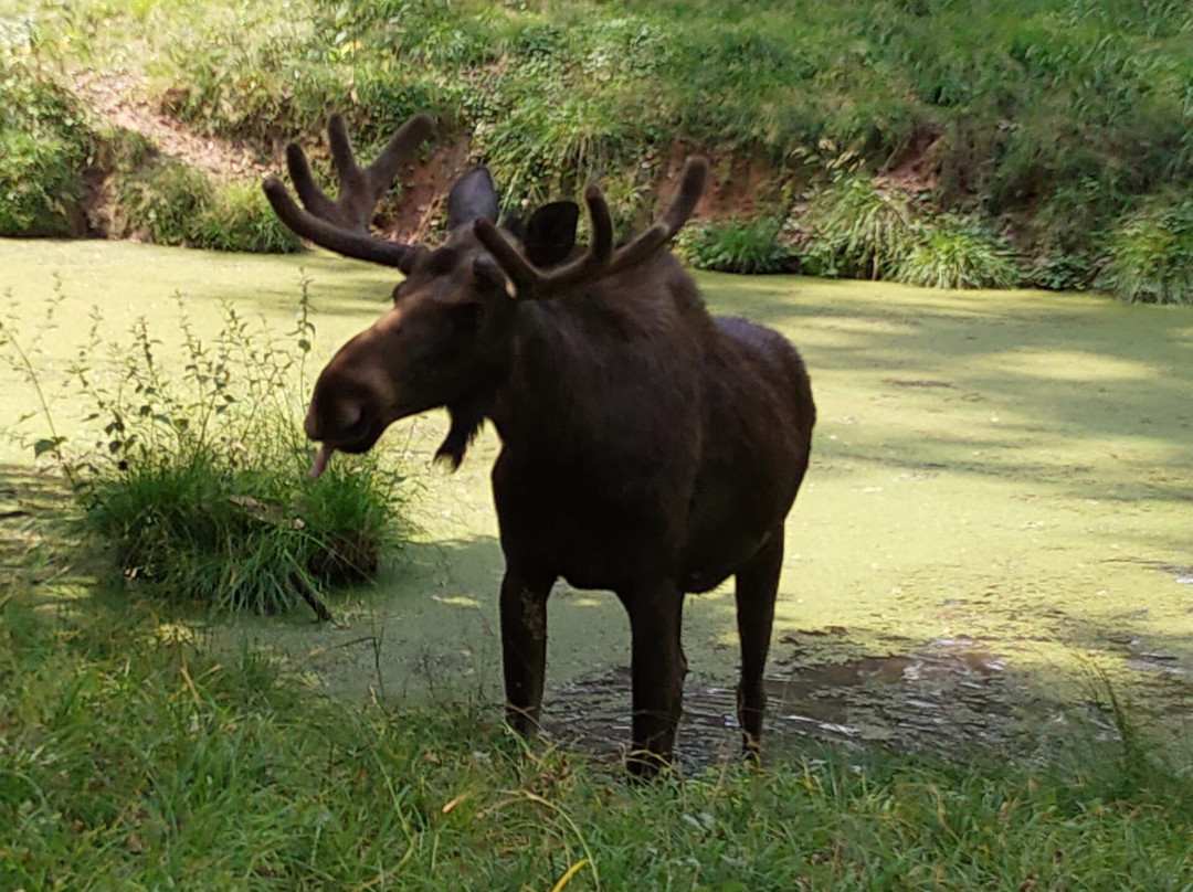 Hochwildpark Rheinland景点图片