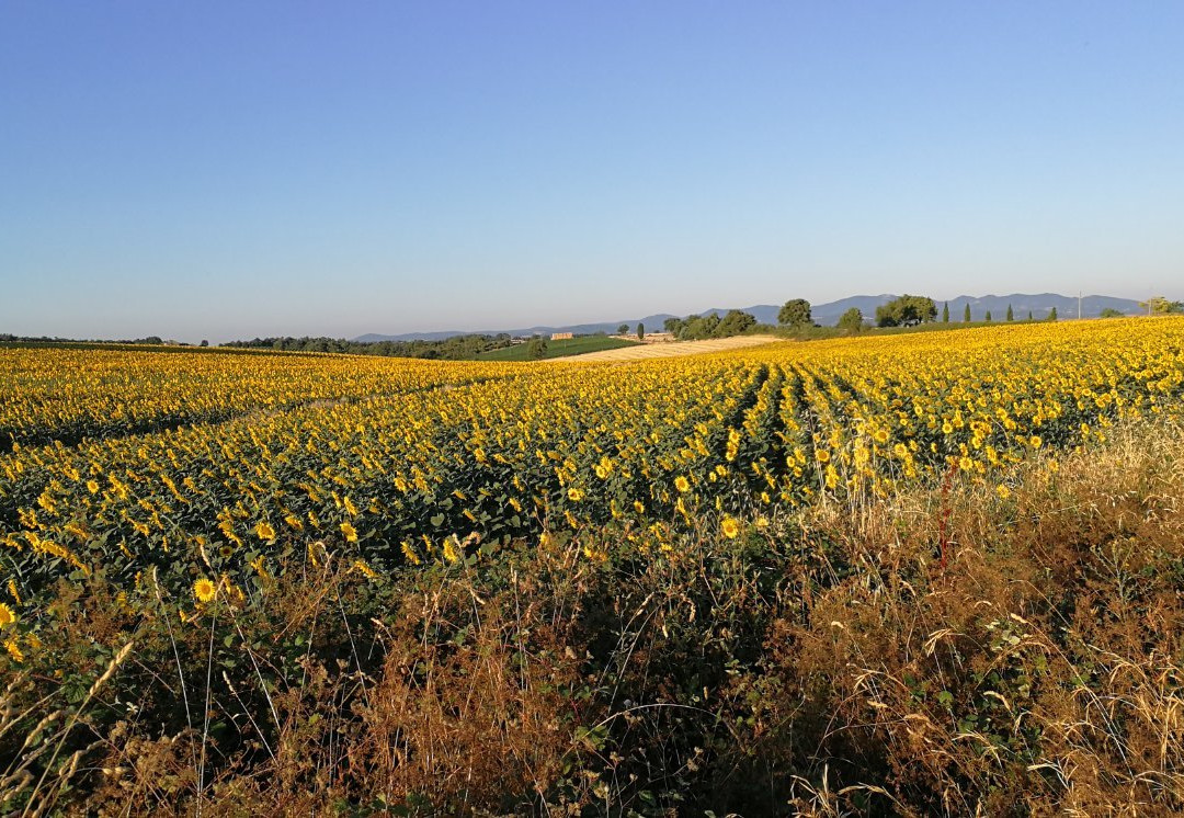 Agriturismo La Collina主图