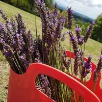 MARTINBOROUGH Lavender - Ranui Essentials景点图片