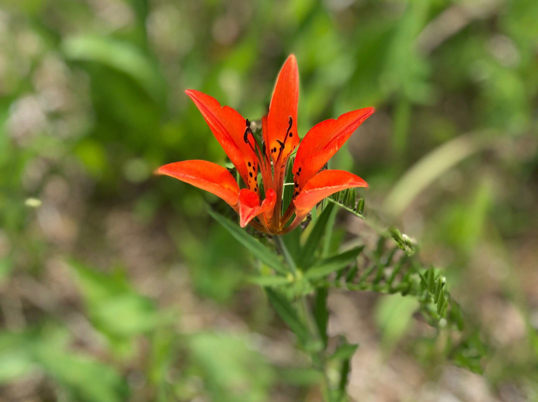 Manitou Falls-Manitouwadge必去景点