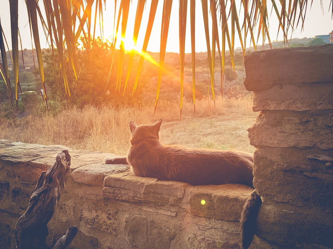 Little Lodge Guest House主图