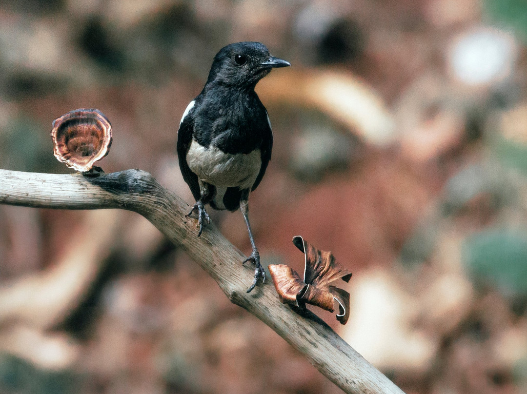 Old Magazine House主图