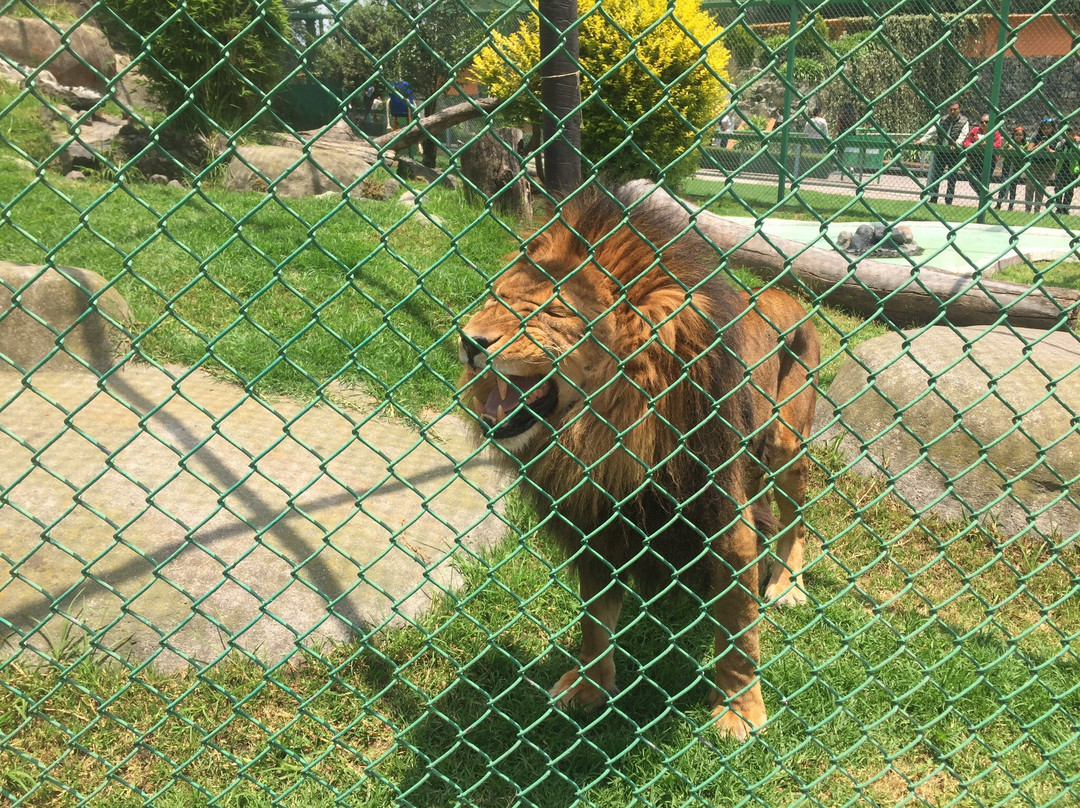 Zoologico de Zacango景点图片