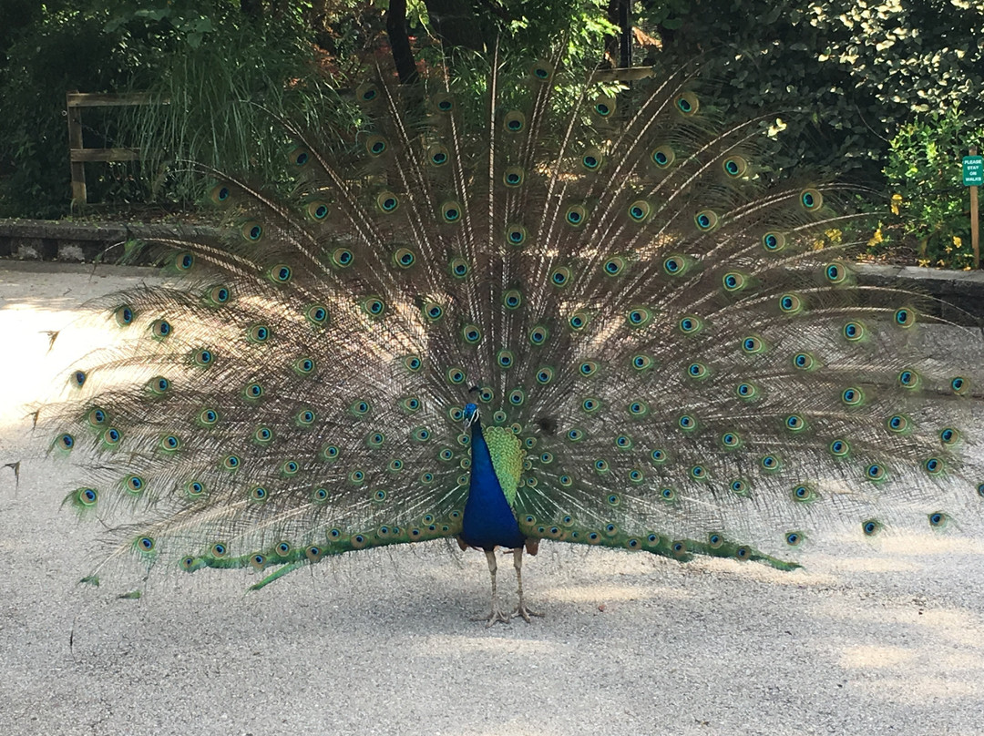 Dickerson Park Zoo-斯普林菲尔德必去景点