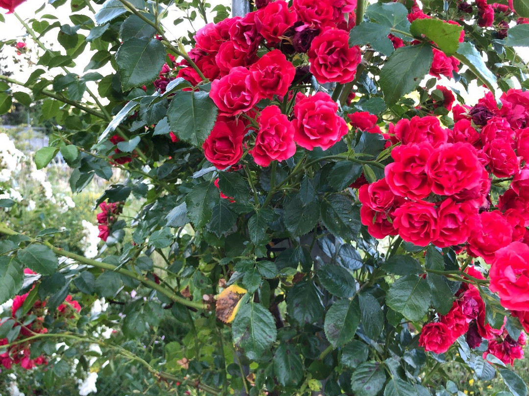 Römerbad Rosenfeld景点图片
