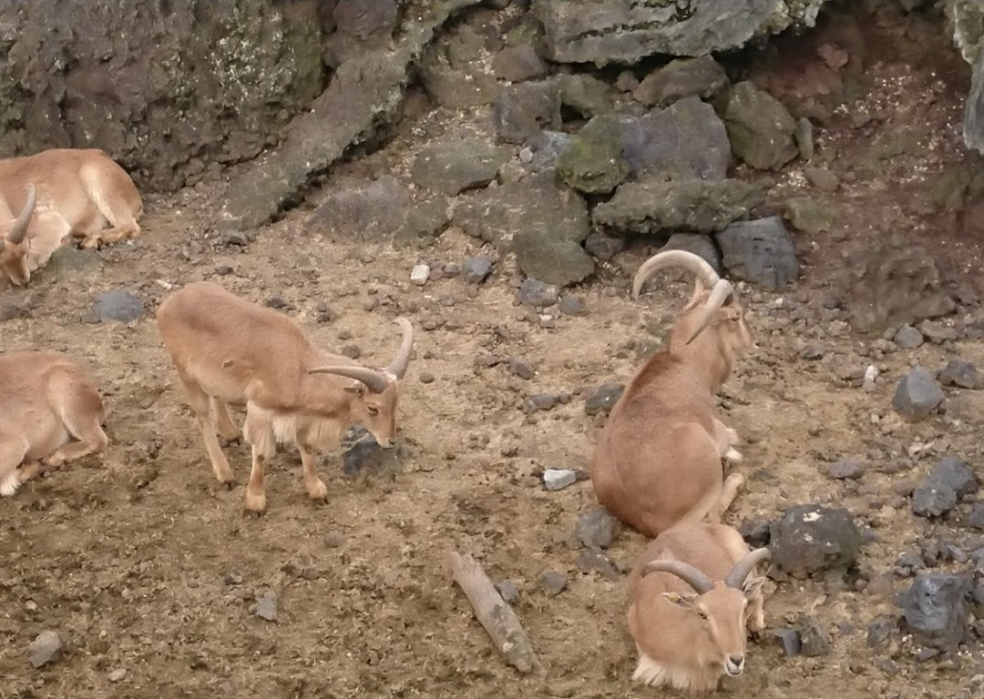 Oshima Park Zoo景点图片