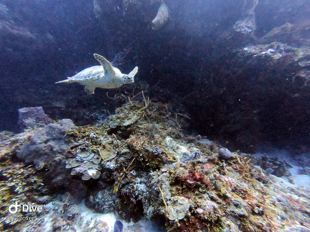 Pro Dive Mexico景点图片