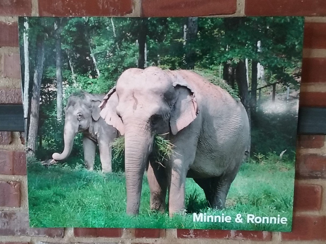 The Elephant Discovery Center-Hohenwald必去景点