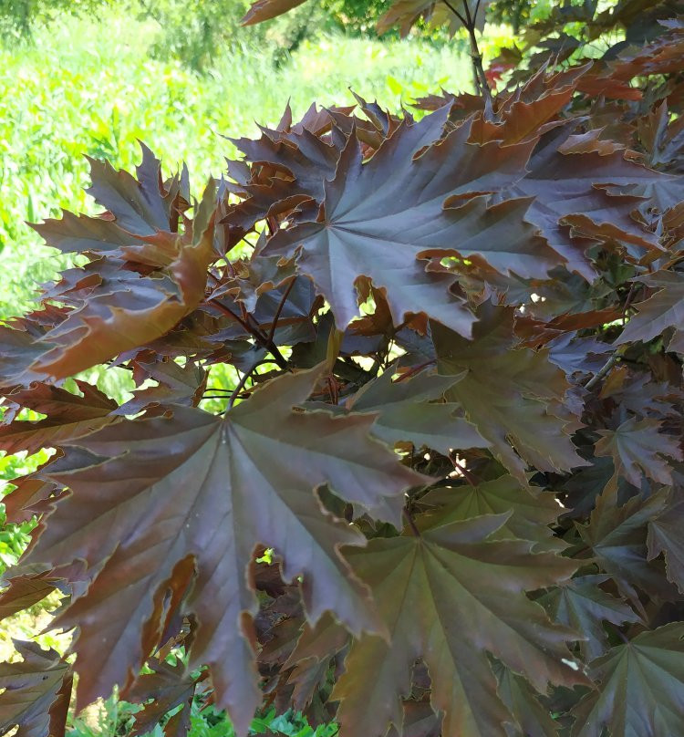 Zaporizhzhya City Children Botanic Gardens-Zaporizhzhya必去景点