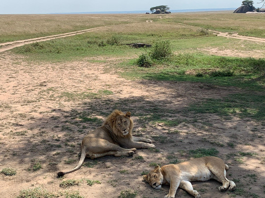 Kipori Safari-莫西必去景点