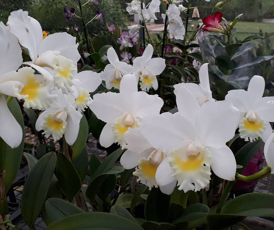 Fábrica de Orquídeas景点图片