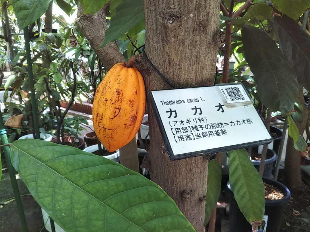 Tokyo Medicobotanical Garden-小平市必去景点