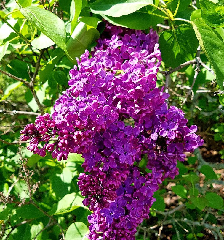 Centennial Lilac Garden景点图片