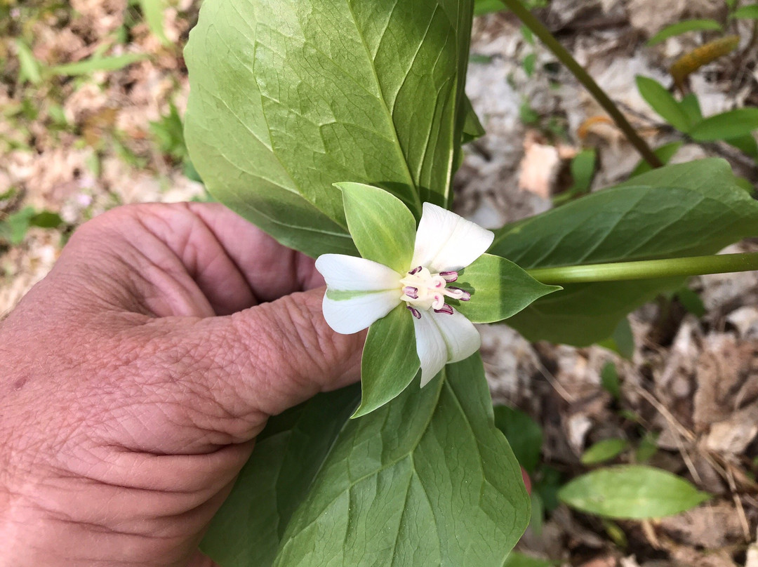 Chapel Falls-缪尼辛必去景点